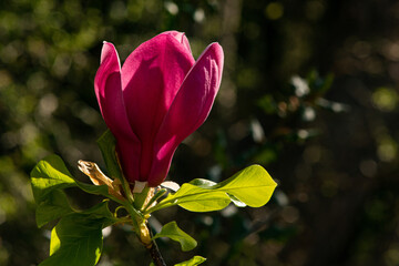 Wall Mural - pink magnolia flower bud