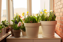 Home Organic Gardening, Garden Of Bulbs Flowers On The Balcony In March In Spring. Cream, White And Brown Flowerpots With Daffodils, Tulips And Hyacinths. Selective Focus
