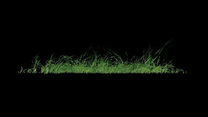 Wall Mural - grass swaying wind loop with alpha channel. easy to use and change you can place on footage or backg