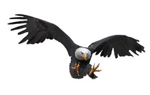 Eagle Flying Isolated At White