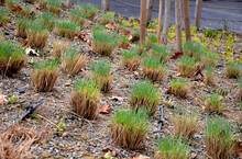 In March, Gardeners Cut Ornamental Grass In The Park. Some Will Begin To Grow With New Clumps Of Green Leaves. They Grow In Flower Beds Behind A Low Protective Fence Made Of Ropes And Wooden Posts.