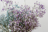 Fototapeta Lawenda - Delicate small flowers white and purple in spring