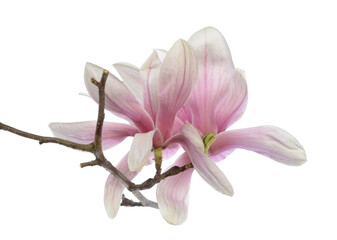 Wall Mural - Pink magnolia flower