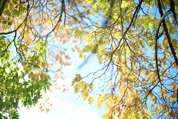 Wall Mural - branches leaves yellow background / abstract seasonal background falling leaves beautiful photo