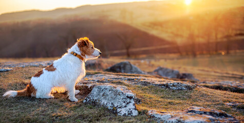 Wall Mural - Cute happy dog sitting, waiting in the grass. Nature landscape, travelling, hiking with pet. Sunset, sunrise web banner.