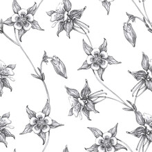 Seamless Pattern  With Black And White Columbine Flowers Or Aquilegia Isolated On White Background. Hand Pencil Drawing