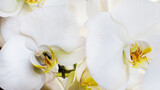 Fototapeta Storczyk - storczyk, orchidea