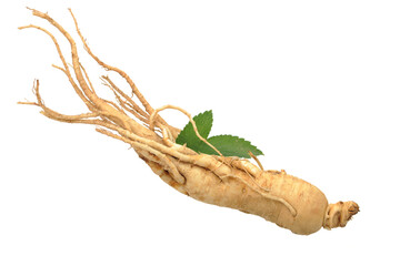 Ginseng stock photo