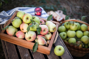 Wall Mural - basket  with juicy apples in the garden