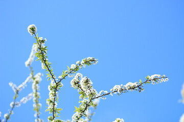 Sticker - Almond tree flowers