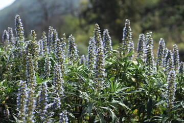 Sticker - background, nature, peak, sky, clouds, blue, depth of field, detail, mountain, bee, flower, plant, endemic, valsequillo, tenteniguada, gran canaria, tajinaste, azul, tajinaste azul, beautiful