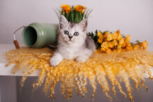 Cute Gray Kitten With Flowers On A Yellow Rug On A Light Background.