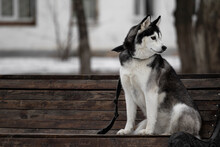 A Siberian Husky Dog In Black White Sits On A Bench In A Park Against The Backdrop Of An Apartment Building. The Dog On A Leash And In A Collar Sits On A Bench One Winter. The Pet Looks To The Left.