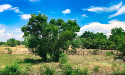 Landscape of blue sky and beautiful cloud with meadow tree field