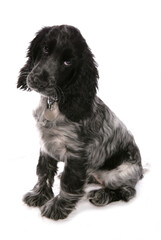 Wall Mural - Cocker spaniel