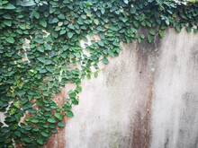 Close-up Of Ivy On Wall