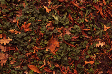 autumn leaves background