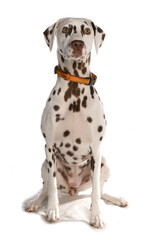 Canvas Print - Dalmatian