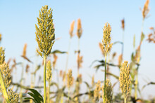 Close Up Millet Or Sorghum An Important Cereal Crop In Field
