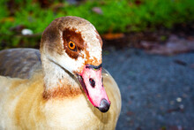 Egyptian Goose Looking Into The Camera Cheekily