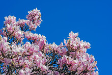 Low Angle View Of Cherry Blossom Against Blue Sky
