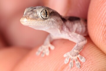 macro of lizard on hand