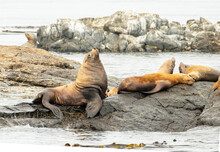 Group Of Steller Sea Lions Resting On Rock, Race Rock Marine Reserve, Victoria, B.C., Canada