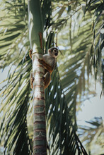 Low Angle View Of A Monkey Perching On A Tree