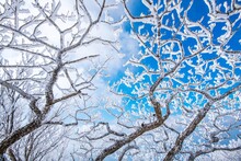 Low Angle View Of Frozen Tree Against Sky During Winter