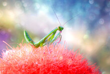 Close-up Of Green Praying Mantis On Red Flower