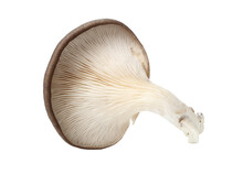 Oyster Mushroom On White Background