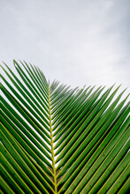 Close-up Of Palm Leaves Against Sky