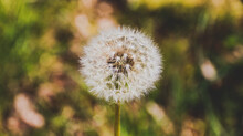 Close-up Of Dandelion Flower Keeping Its Parachutes To Spread Their Seeds Super Stunning