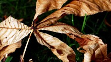 Close-up Of Dried Autumn Leaves On Field
