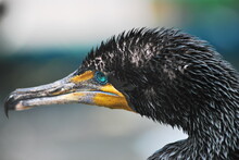 Close-up Of A Cormorant Bird After Bath