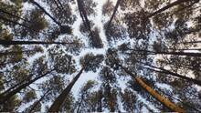 Low Angle View Of Trees In Forest During Winter