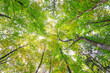Ein Urwald in Thailand mit Blick in die Baumkronen
