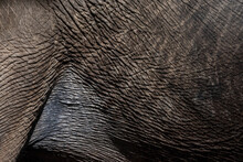 Asian Elephant Skin Texture