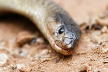 Dead Snouted Cobra Or Banded Egyptian Cobra, Selective Focus On Snout Closeup