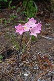 Fototapeta Na ścianę - Brunsvigia Minor March Lily in Pink