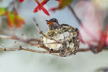 Close-up Of Baby Bird In Nest
