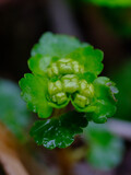 Fototapeta Tulipany - Chrysosplenium. Plant close-up.