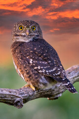 Wall Mural - Pygmy owl , little owl (Glaucidium passerinum)