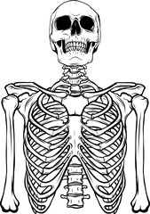 draw in black and white of Human skeleton on white background vector illustration