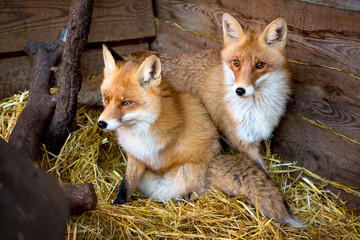 a group of red foxes in a wooden enclosure on a straw bed being treated at a wildlife shelter