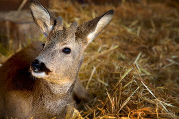 Close-up portrait of a roe deer on a straw bed at a wildlife shelter