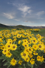 Sticker - USA, Washington State. Arrowleaf balsamroot growing in meadows of the Methow Valley, North Cascades.