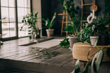 Modern bathroom with stylish bathroom interior decorated with planty of green plants, big window, natural wooden podium