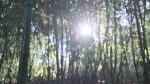 Quiet Out Of Focus Bamboo Forest Scene Dappled Sunlight