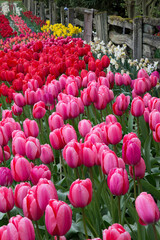 Sticker - USA, Washington. Blooming tulips next to wooden fence.